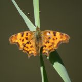Gehakkelde-aurelia-vlinder-